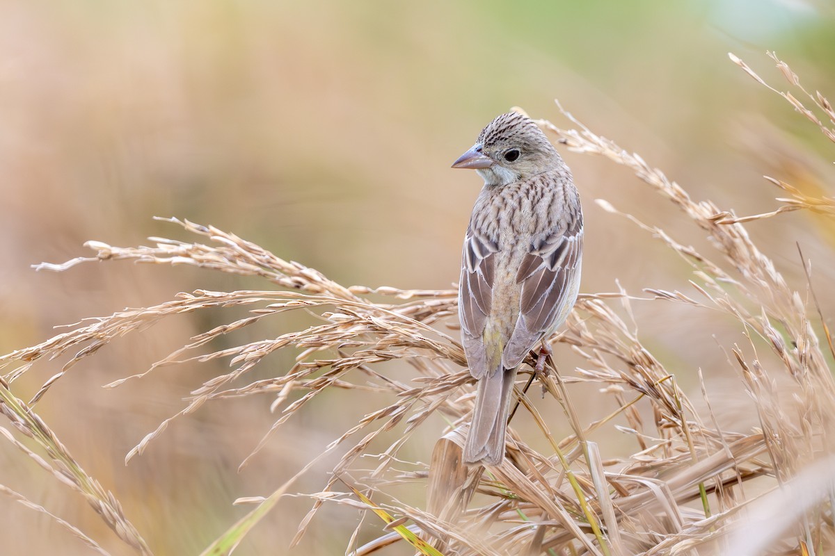 Хар толгойт хөмрөг - ML644574722