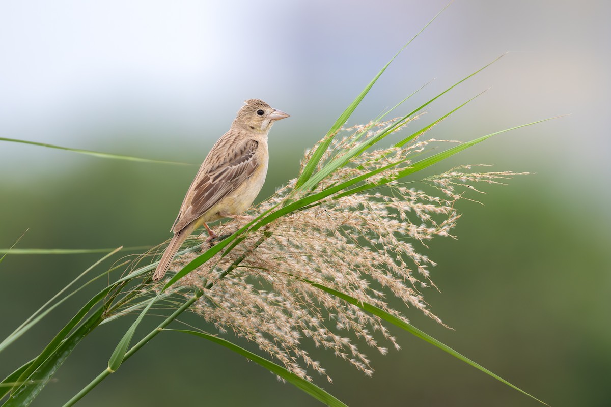 Хар толгойт хөмрөг - ML644574723