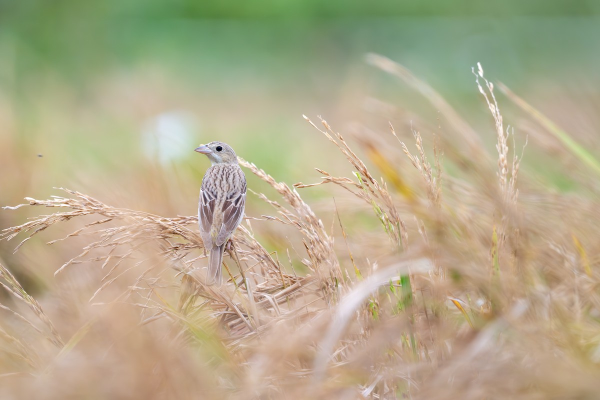 Хар толгойт хөмрөг - ML644574724