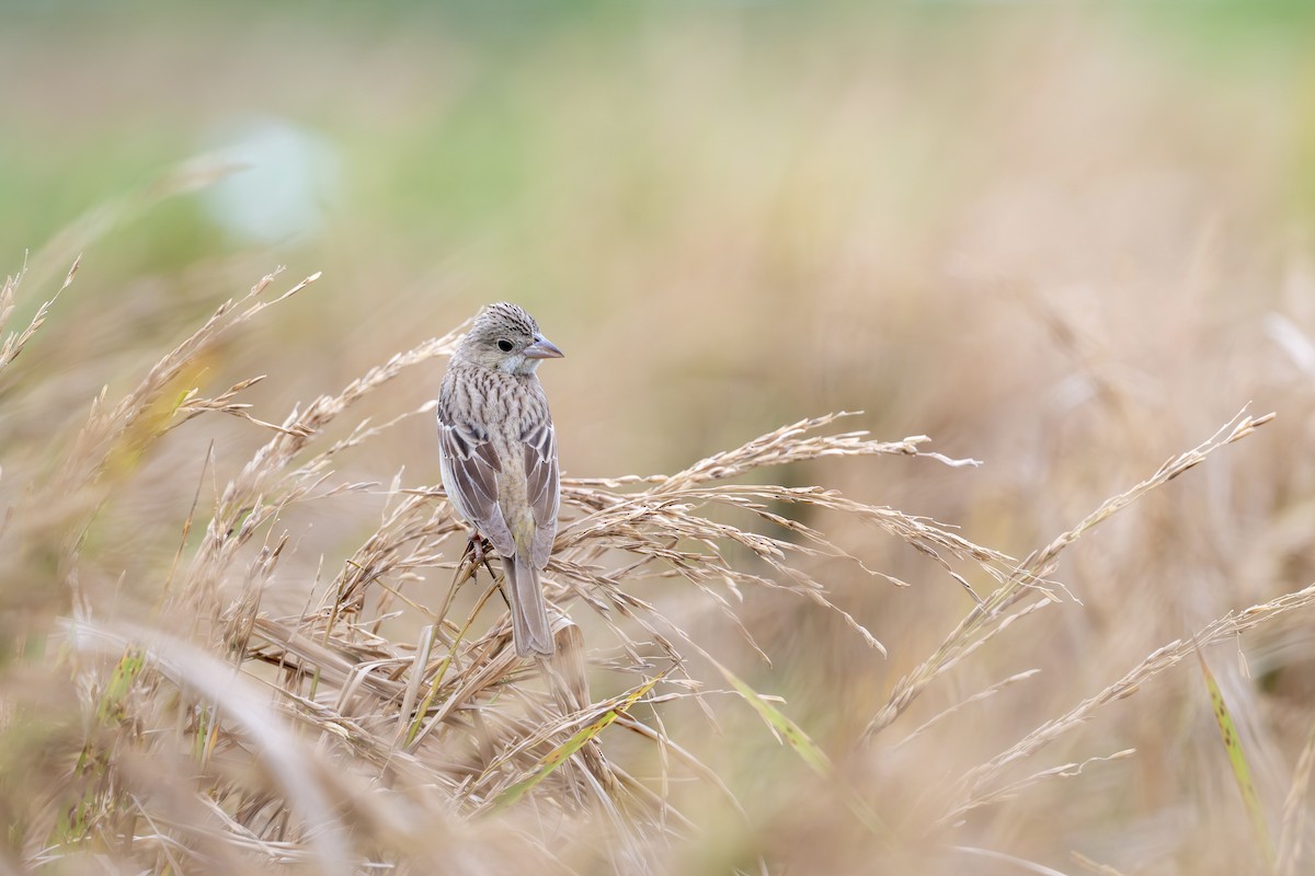 Хар толгойт хөмрөг - ML644574725