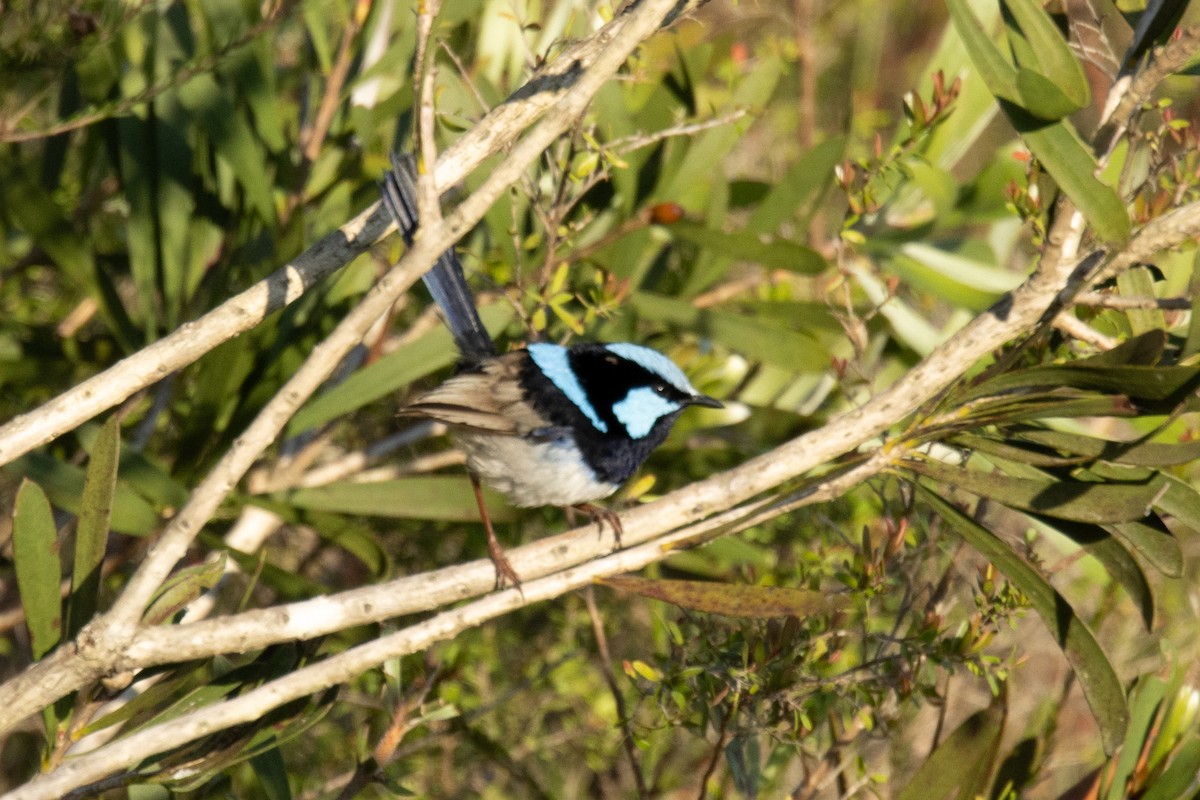 Superb Fairywren - ML644574731