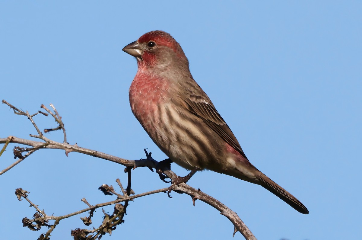 House Finch - ML644574740
