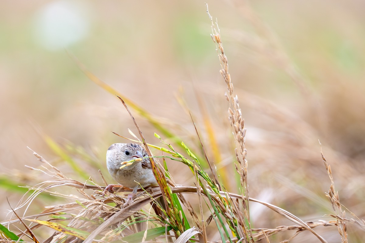 Хар толгойт хөмрөг - ML644574741