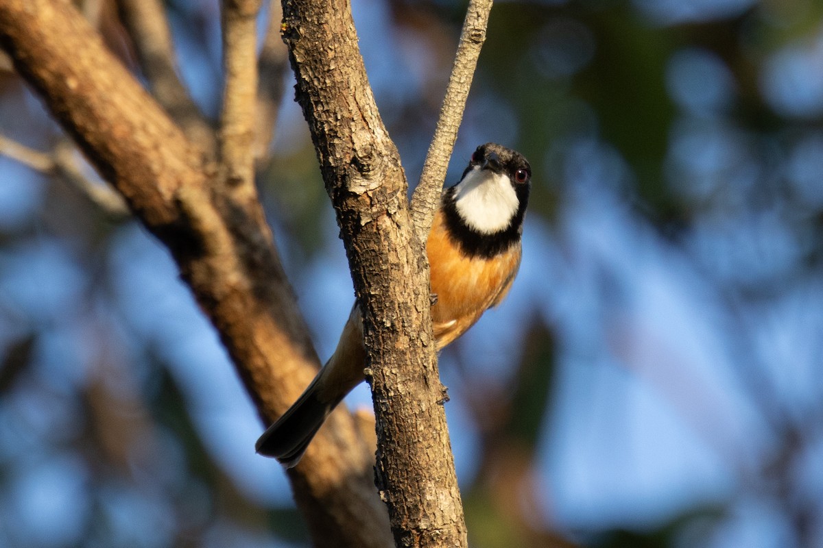 Rufous Whistler - ML644574743