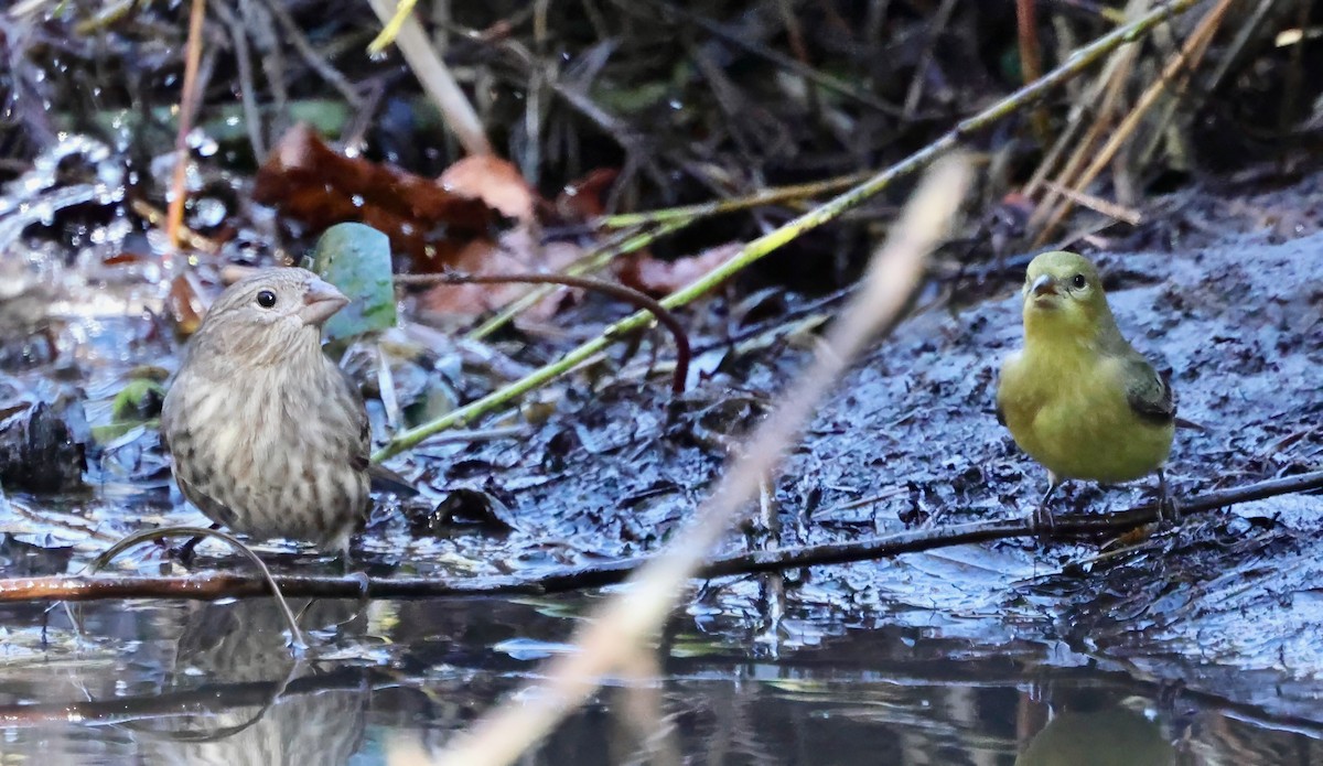 House Finch - ML644574748