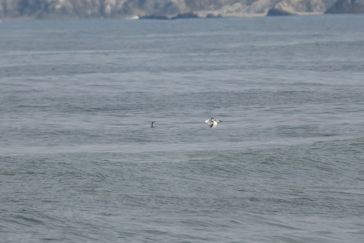 Pacific Loon - ML644574750