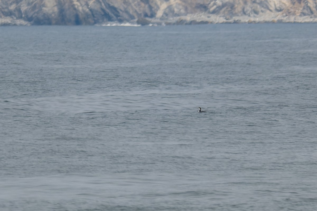 Pacific Loon - ML644574751