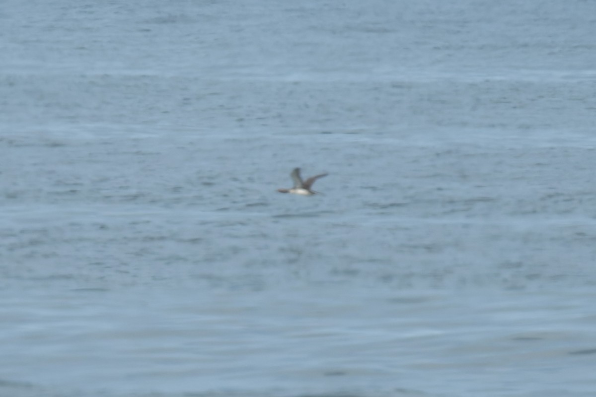 Plongeon catmarin - ML644574758