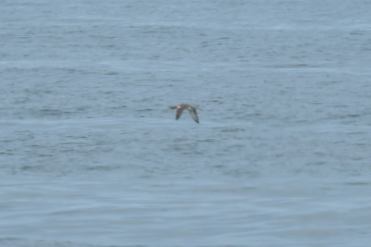 Plongeon catmarin - ML644574759