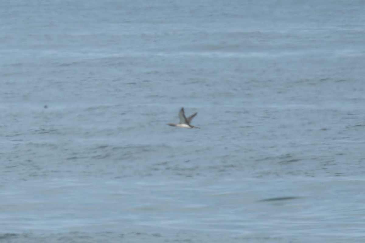 Plongeon catmarin - ML644574760