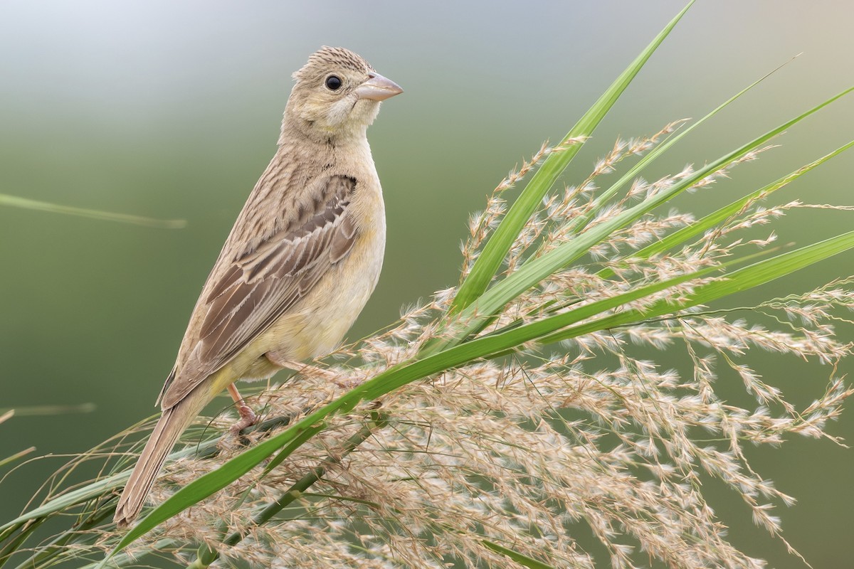 Хар толгойт хөмрөг - ML644574765