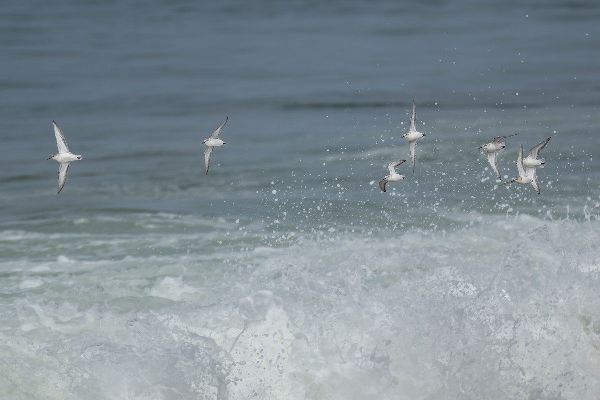 Sanderling - ML644574767