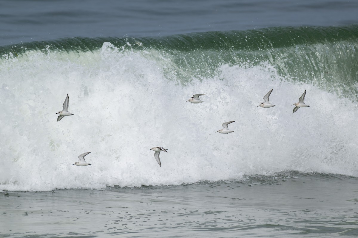 Sanderling - ML644574768