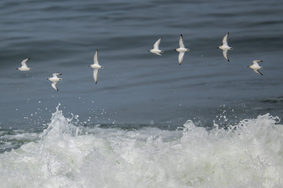 Sanderling - ML644574769