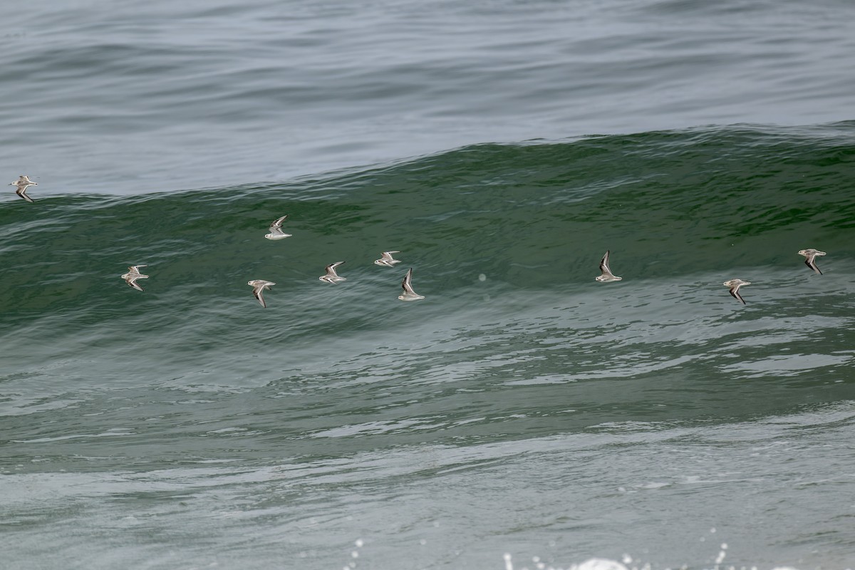 Sanderling - ML644574772