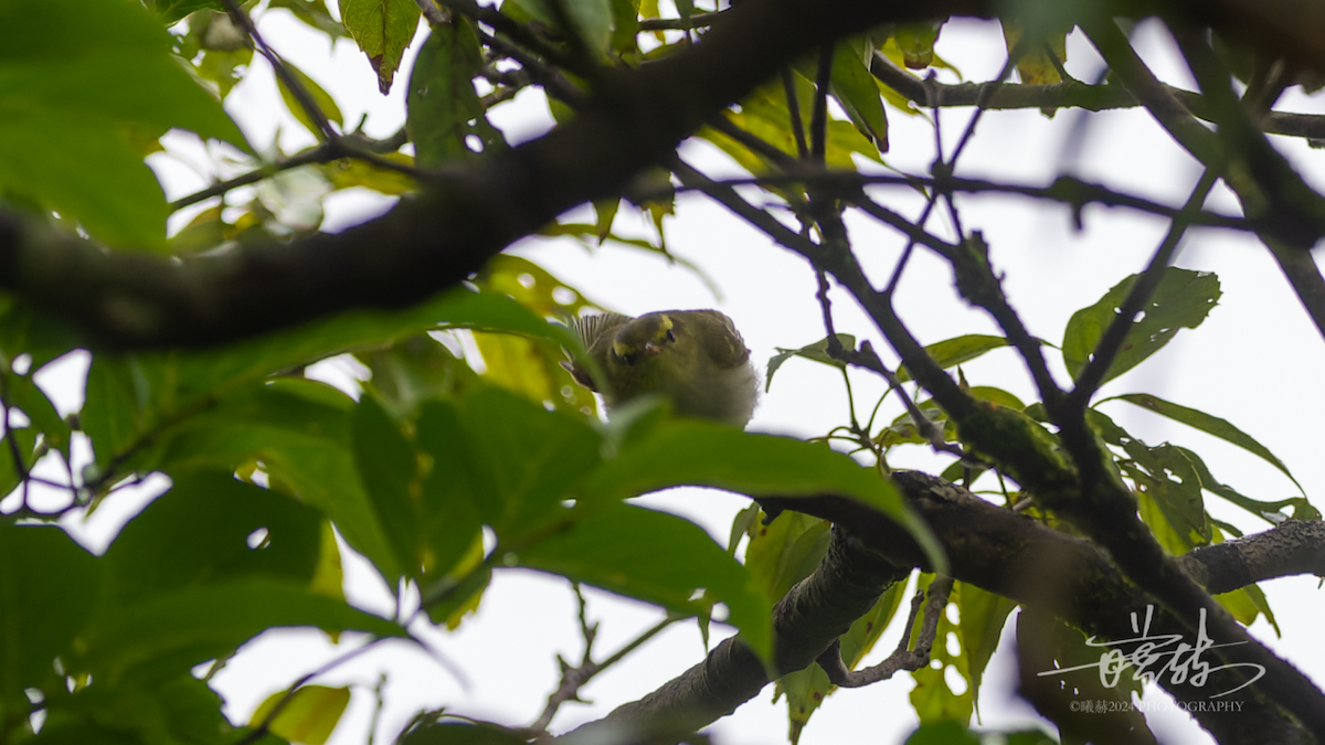 Ogilvielaubsänger - ML644574773