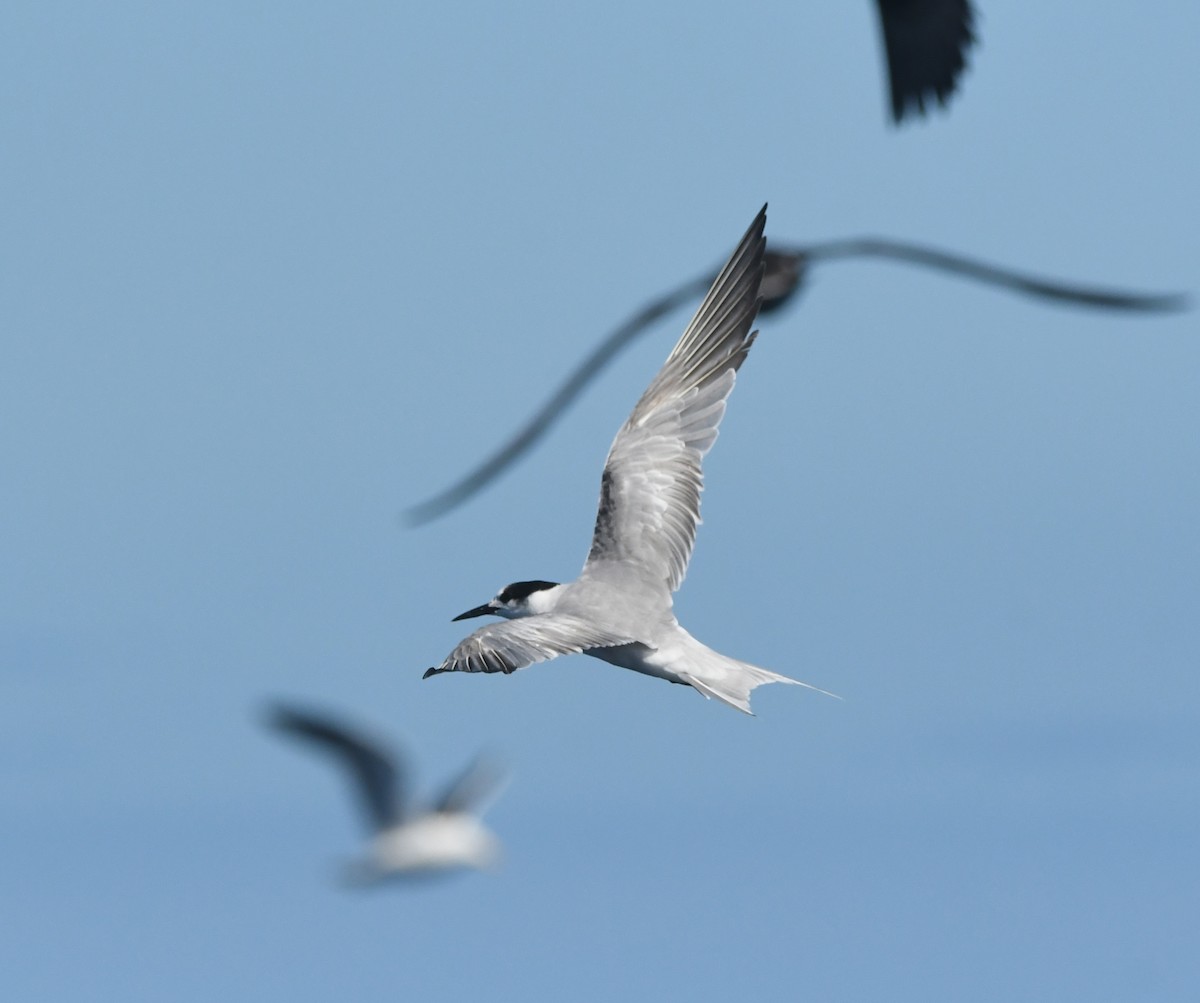 Txenada arrunta - ML644574775