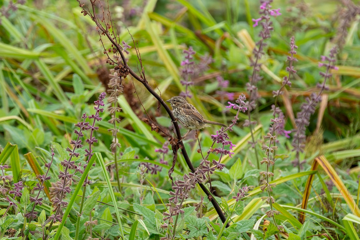 Bruant chanteur - ML644574776