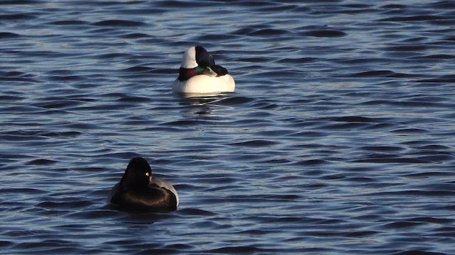 Bufflehead - ML644574777