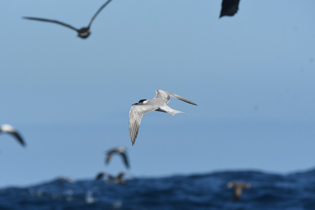 Txenada arrunta - ML644574778