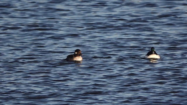 Bufflehead - ML644574782