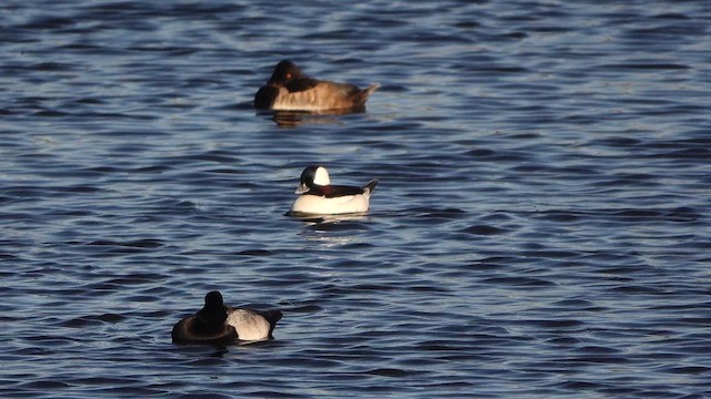 Bufflehead - ML644574784