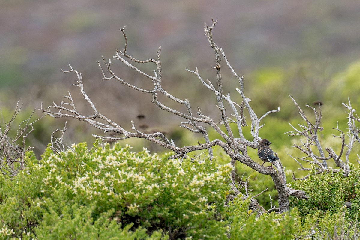 Spotted Towhee - ML644574785