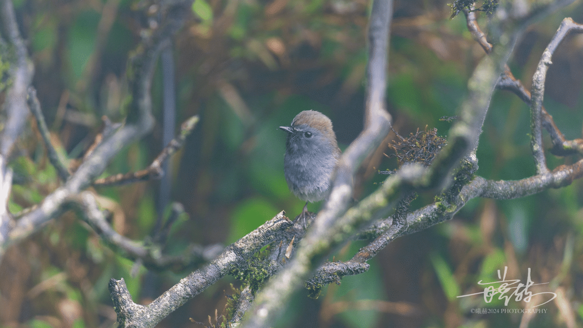 Zimtkehlschnäpper - ML644574788