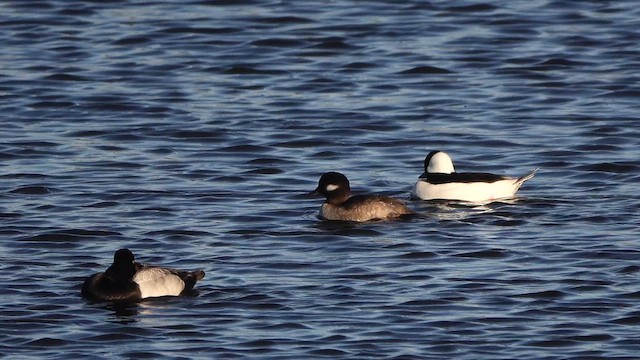 Bufflehead - ML644574789