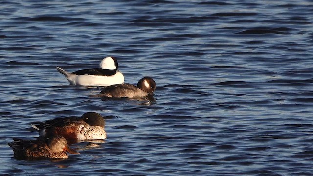 Bufflehead - ML644574792