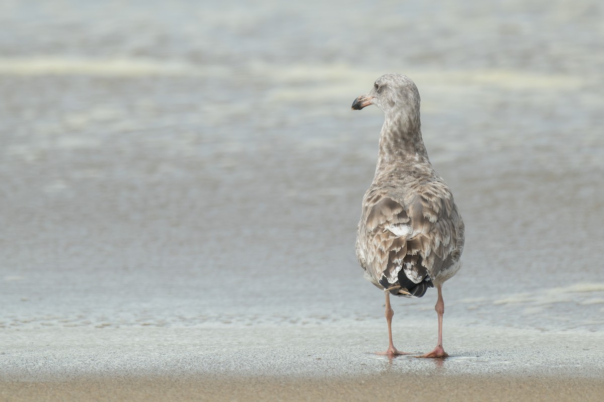 Мартин західний - ML644574795