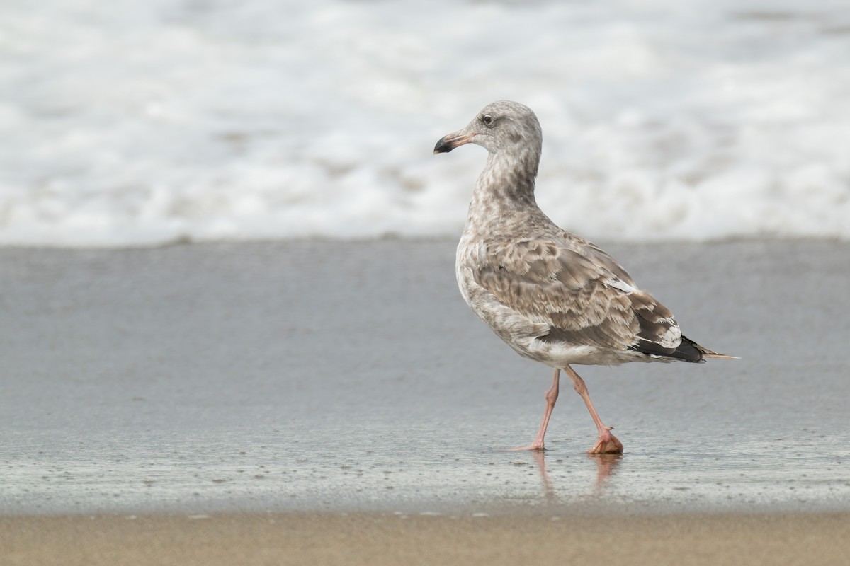 Мартин західний - ML644574796