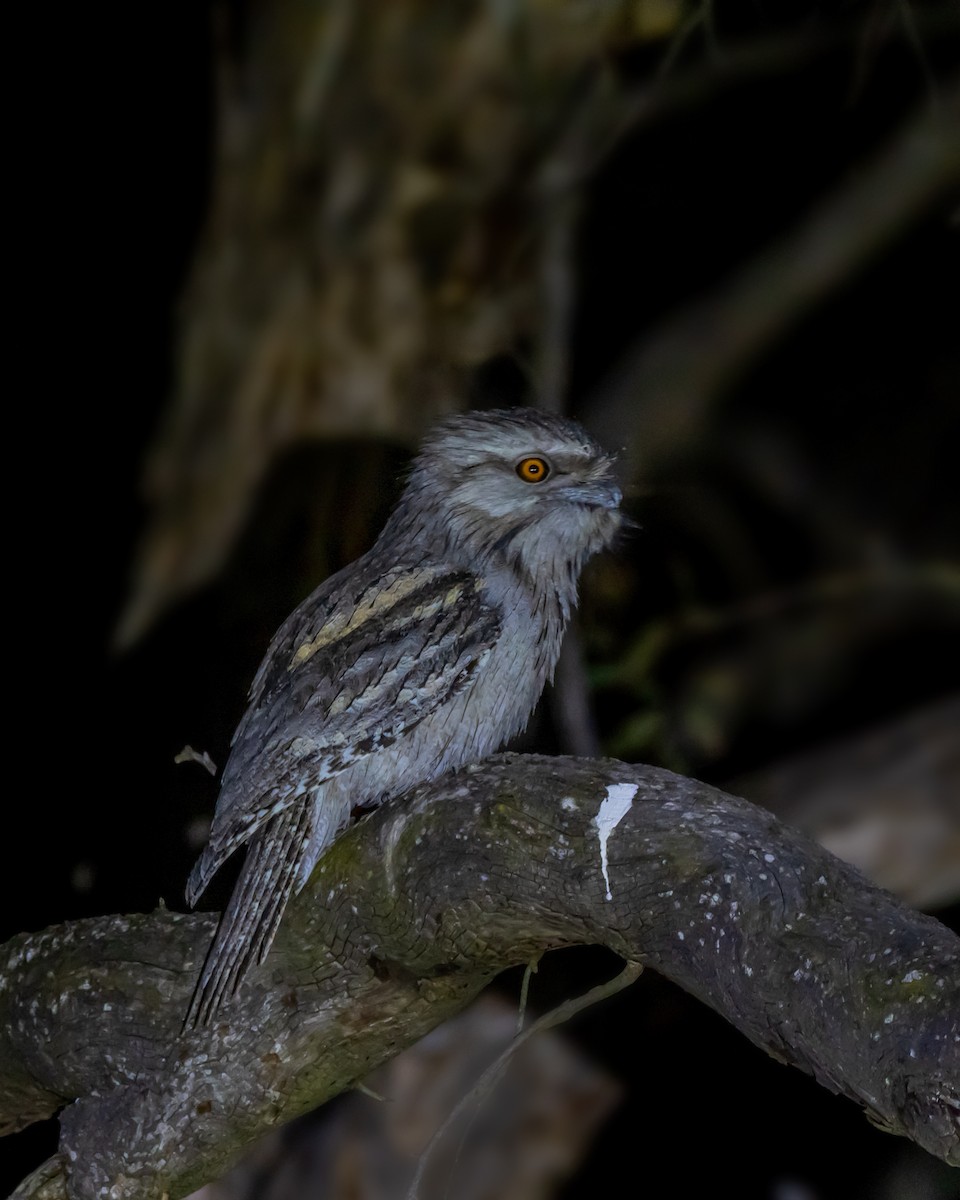 Tawny Frogmouth - ML644574799