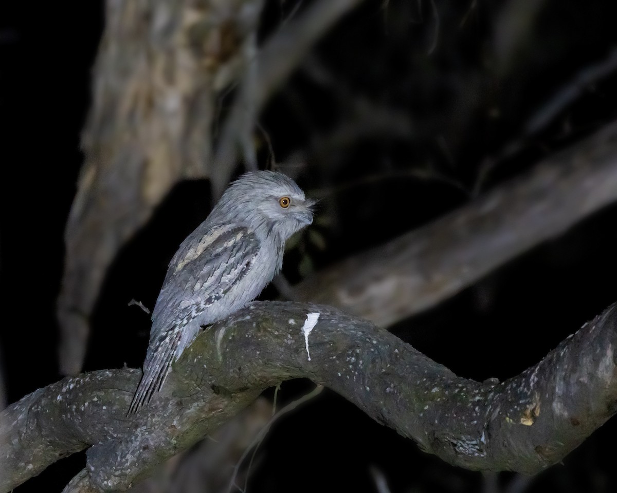 Tawny Frogmouth - ML644574800