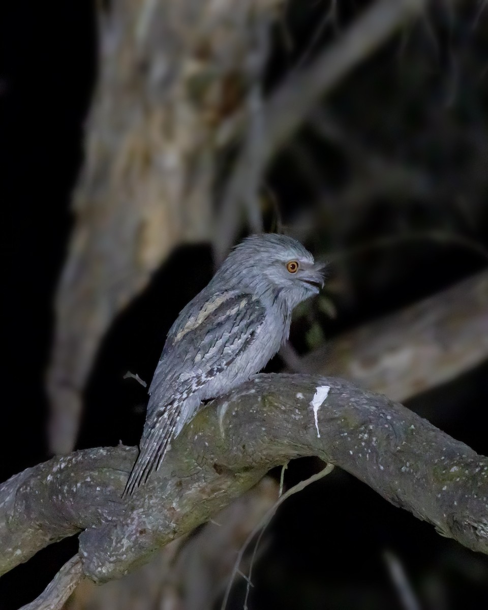 Tawny Frogmouth - ML644574801