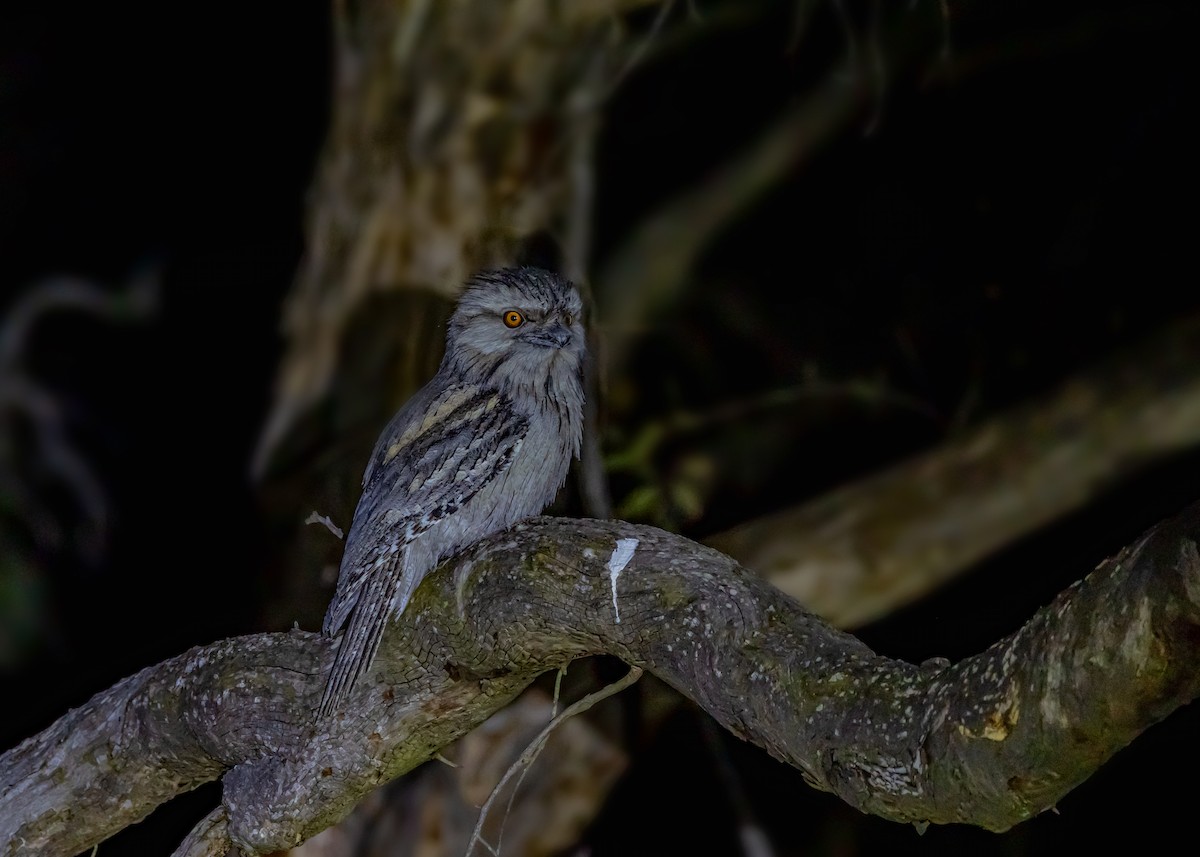 Tawny Frogmouth - ML644574803