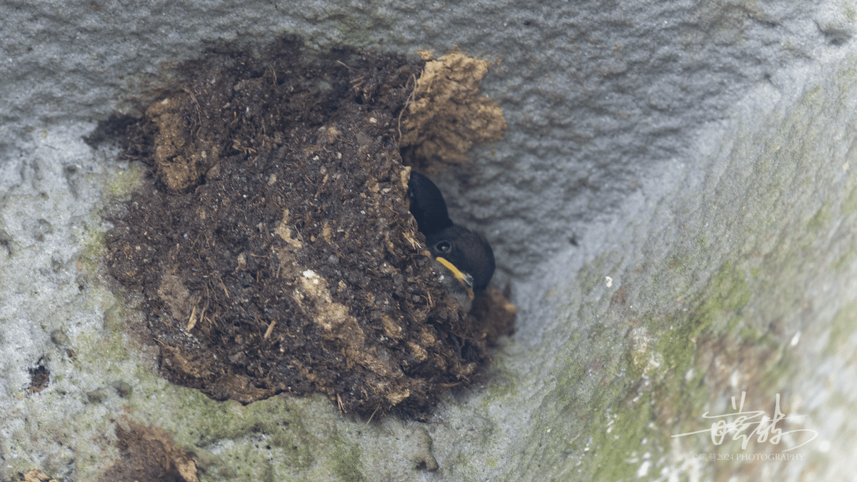 Kaschmirschwalbe - ML644574806