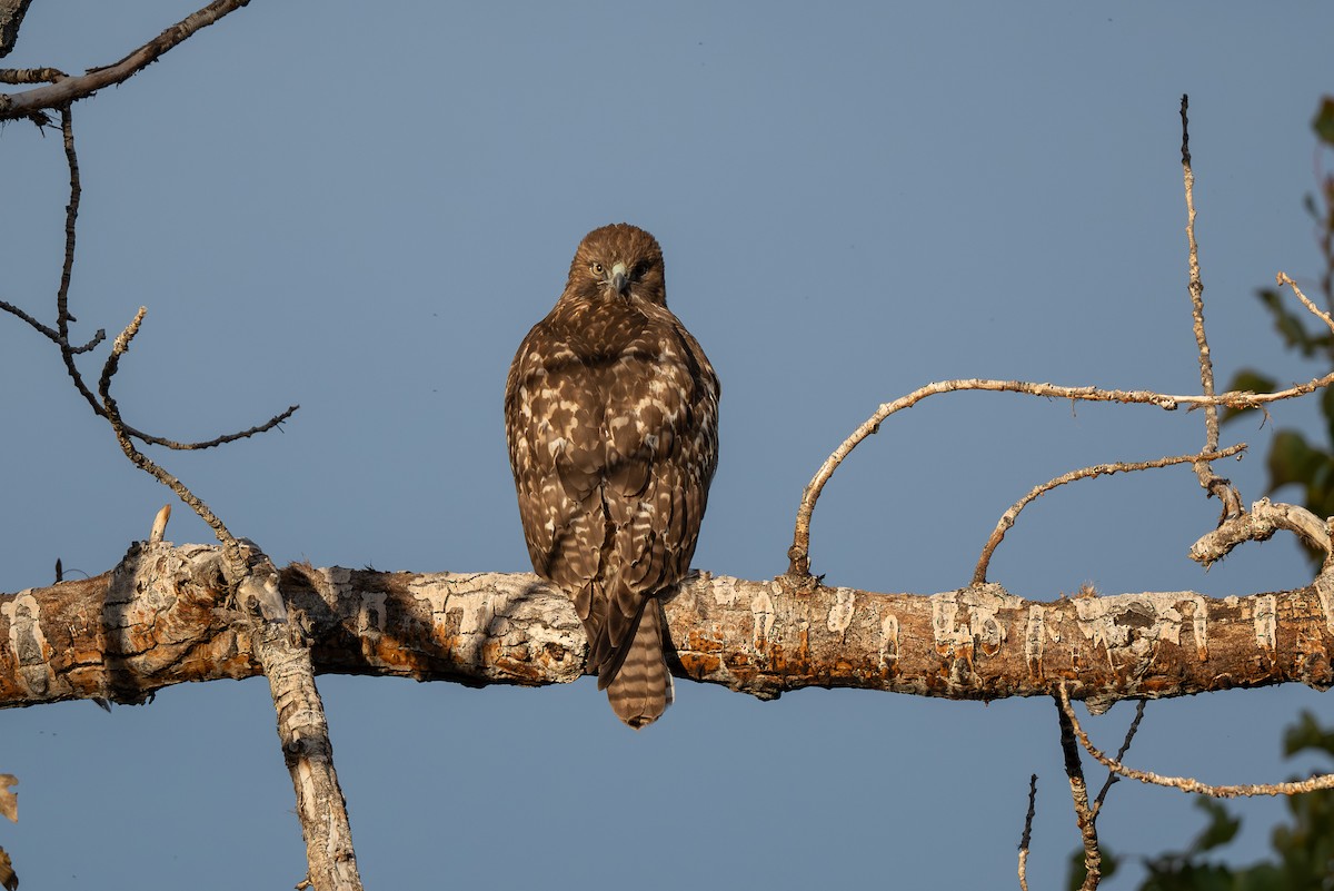 Канюк неоарктичний - ML644574808