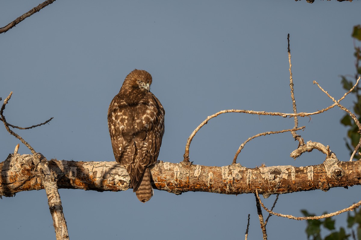 Канюк неоарктичний - ML644574809