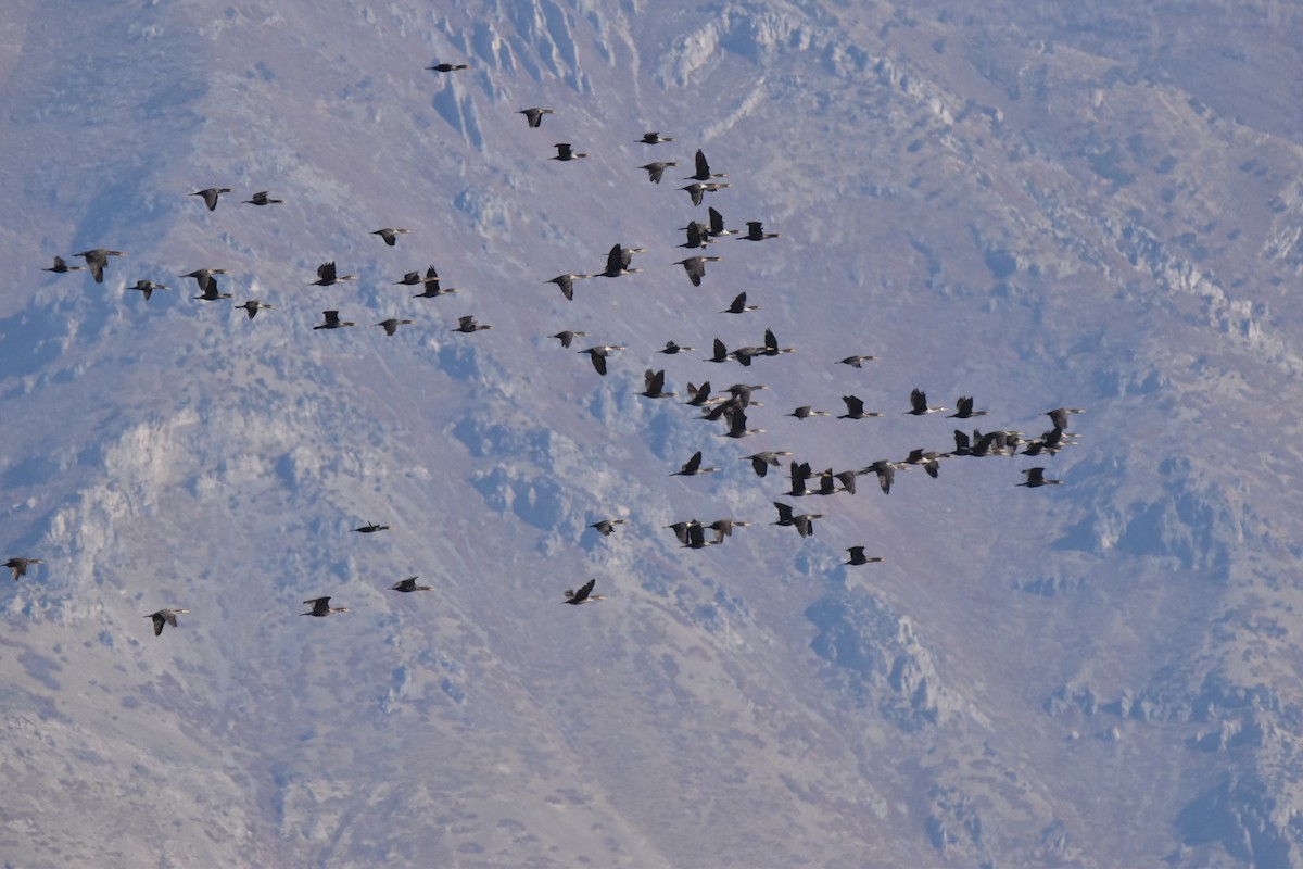 Double-crested Cormorant - ML644574836