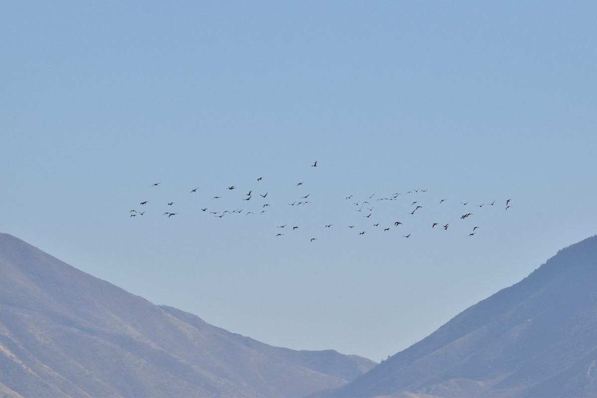 Double-crested Cormorant - ML644574849