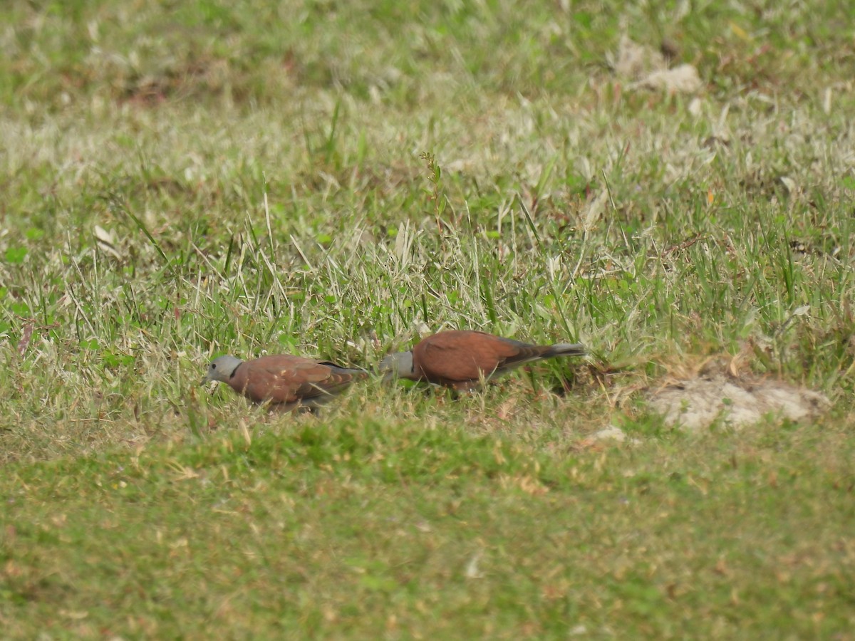 Kızıl Kumru - ML644574850