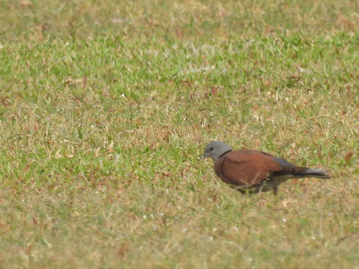 Kızıl Kumru - ML644574851