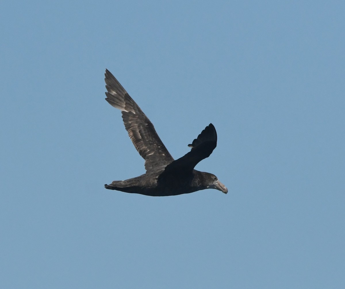 Northern Giant-Petrel - ML644574853