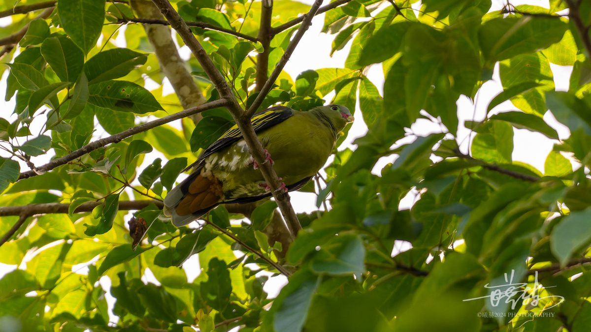 Kalın Gagalı Yeşil Güvercin - ML644574854