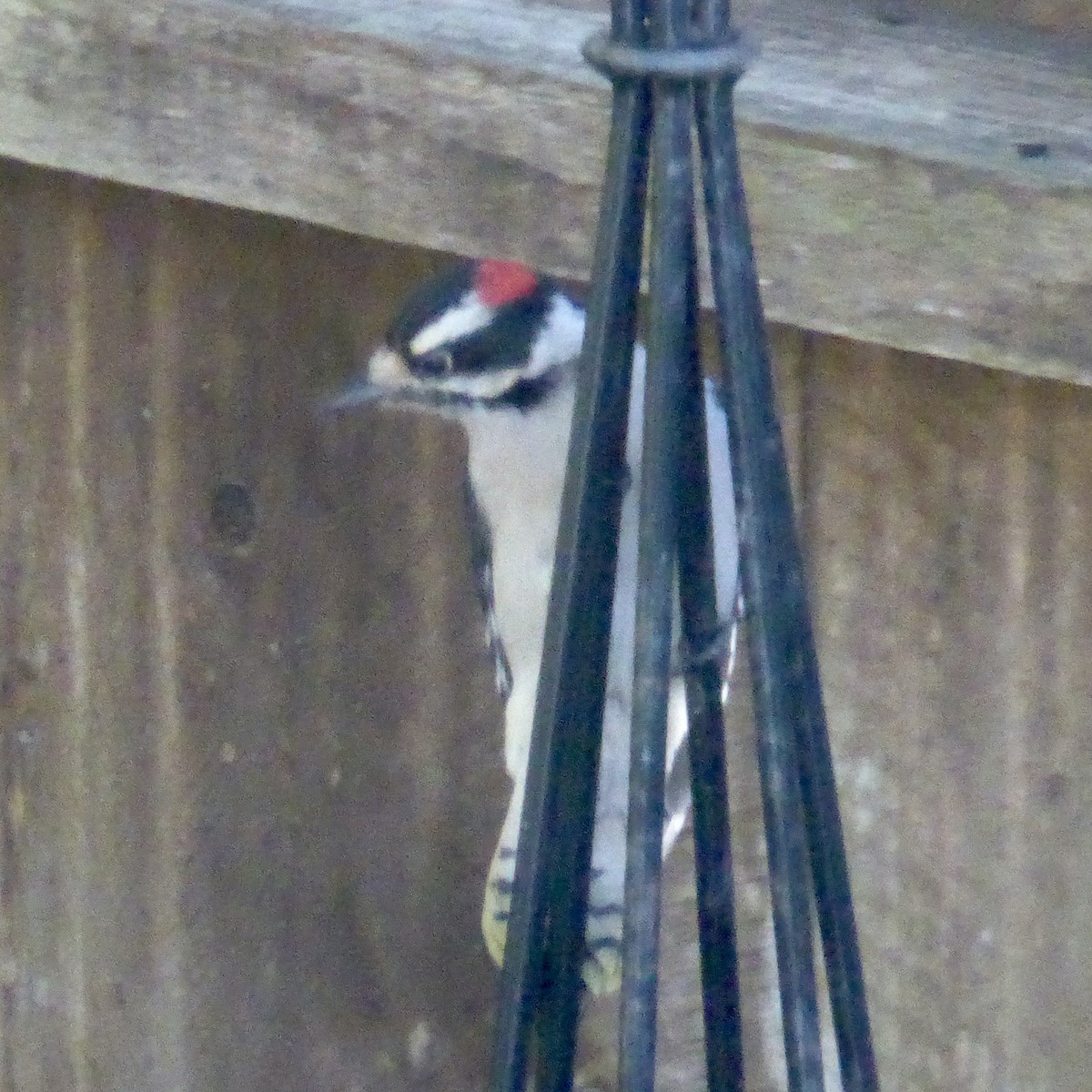 Yumuşak Tüylü Ağaçkakan - ML644574856