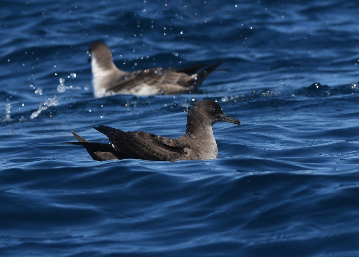 Sooty Shearwater - ML644574857