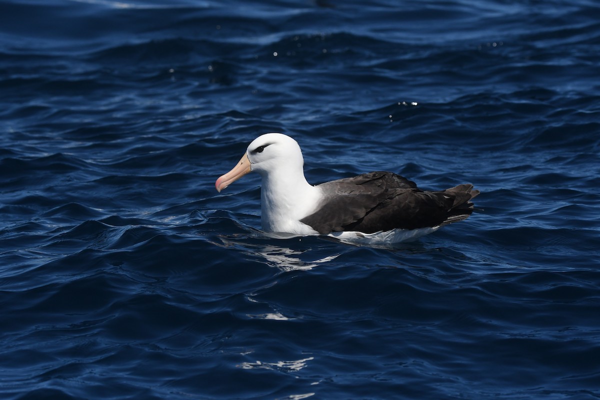 Black-browed Albatross (Black-browed) - ML644574867