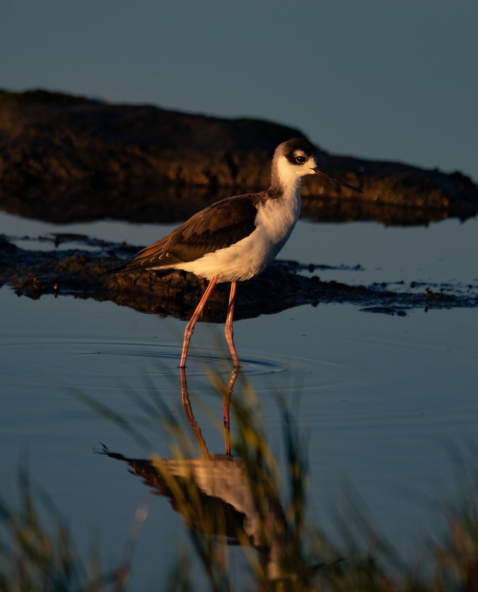 Black-necked Stilt (Black-necked) - ML644574868