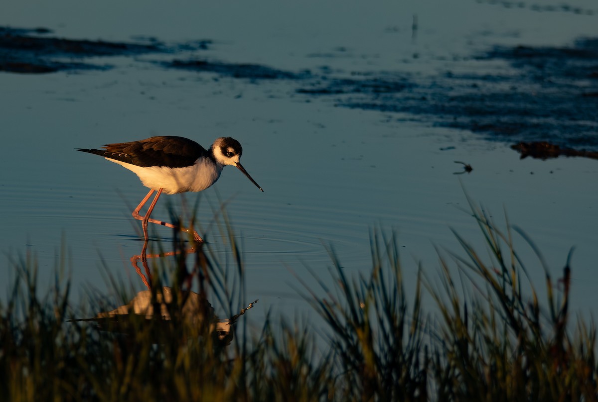 Black-necked Stilt (Black-necked) - ML644574869